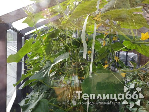 Гигант теплица ботаник максимум!